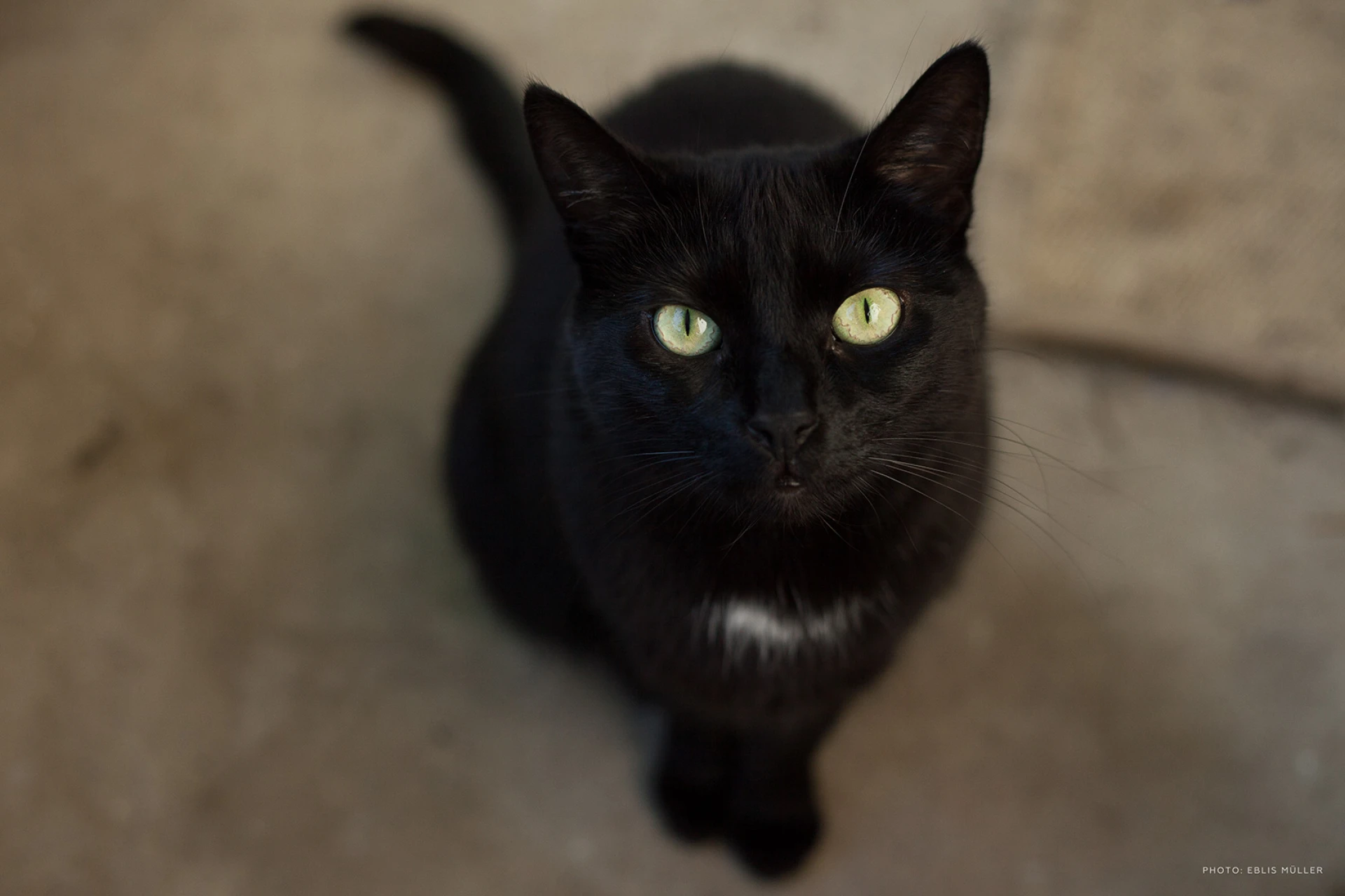 Cleo